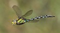 Aeshna cyanea male flight profile-213759